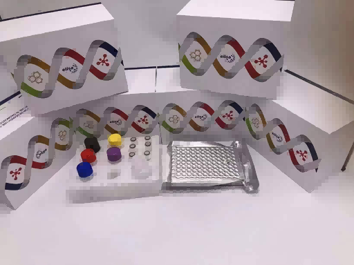 Horse IL-1β ELISA Kit